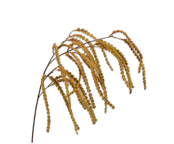 AMARANTHUS HANG
