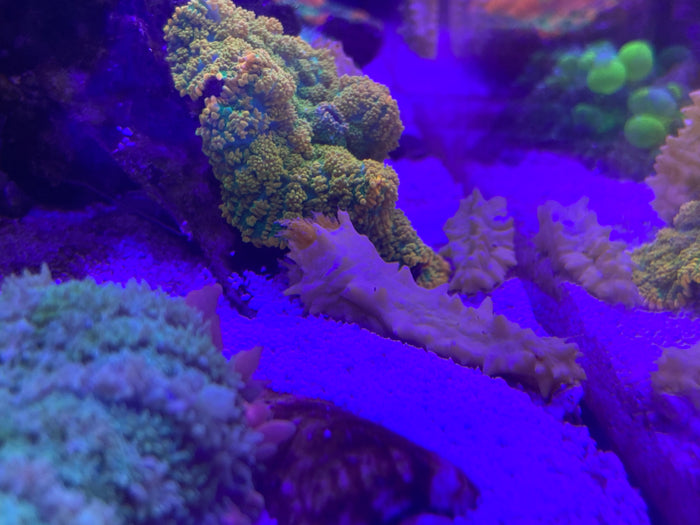 Yellow Sea Cucumber