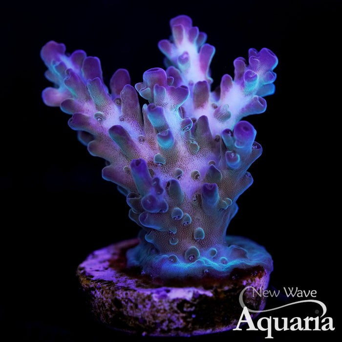 04 ORA Pearlberry Acro