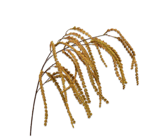 AMARANTHUS HANG