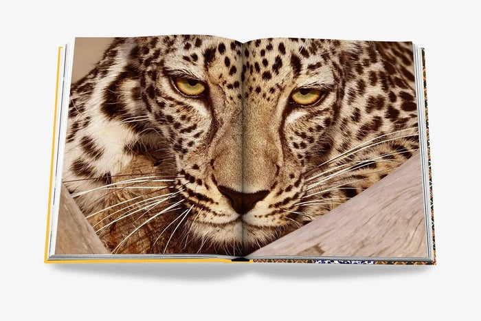 ARABIAN LEOPARD (CLASSIC)