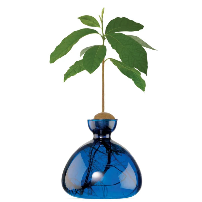 AVOCADO VASE COLOURED  LAPIS BLUE