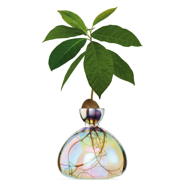 AVOCADO  VASE  COSMIC ASTRA